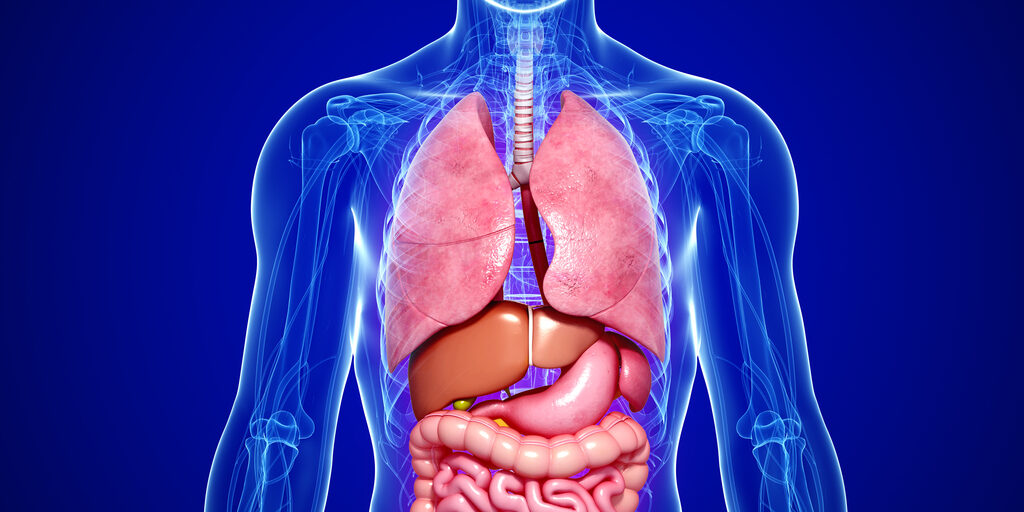 ostéopathie viscérale – article de Nicolas Richardson – ostéopathe-Marseille-7eme ostéopathie viscérale - article de Nicolas Richardson - ostéopathe-Marseille-7eme